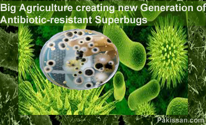 Big Agriculture creating new generation of antibiotic-resistant superbugs :-Pakissan.com