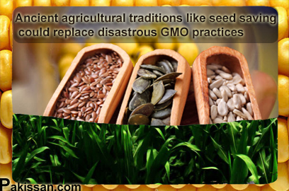 Ancient agricultural traditions like seed saving could replace disastrous GMO practices :-Pakissan.com