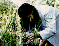 Biotechnology in plant breeding