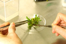 Tissue Culture and Horticulture 
