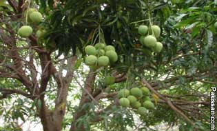 Disease destroying mango trees