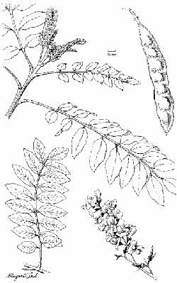 A tree with a purpose Gliricidia sepium