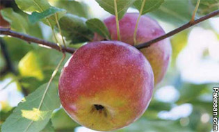 A future for organic apple growing in the Northeast