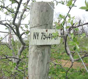 A future for organic apple growing in the Northeast