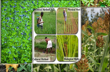 Fodder Crops & Weeds Eradication Techniques :- Pakissan.com