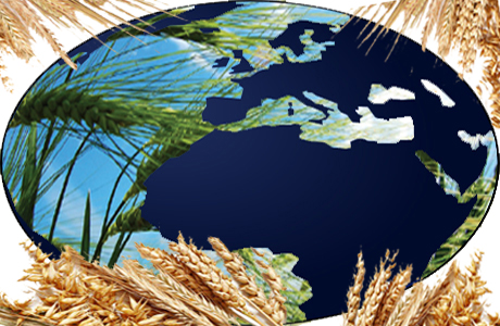 The Role of Wheat in Worldwide Agriculture :-Pakissan.com