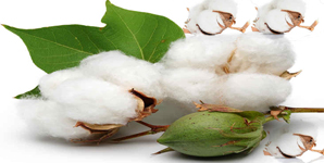 Producing cotton sustainably :-Pakissan.com