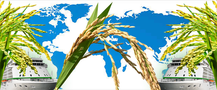 Loss of international rice market -: Pakissan.com