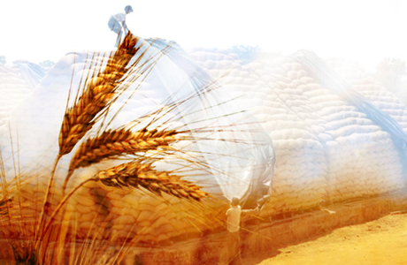 PAKISSAN.com; Useful tips for wheat production