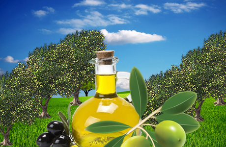 The Care and Feeding of Olive Trees :- Pakissan.com