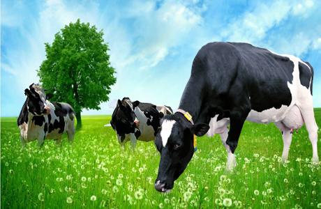 AvailabIlity of Dutch cattle: Pakistan can increase milk production -: Pakissan.com