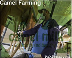 Milk Production Camel Farming :-Pakissan.com