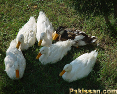 Duck Farming: Starting Out on Your Experience :-Pakissan.com