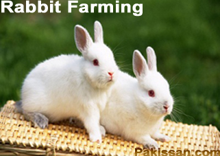 Rabbit Farming :-Pakissan.com