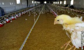 Modern poultry farms, research centers to be set up in KP