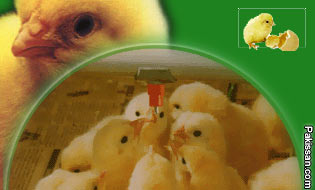 Modernization of poultry farming  