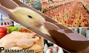 Restoration of poultry export after bird flu