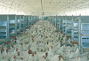 PAKISSAN.com; Veterinarian and Poultry Industry