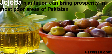 Jojoba plantation can bring prosperity in most poor areas of Pakistan:-Pakissan.com