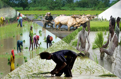 Gender in agricultural labour:-Pakissan.com