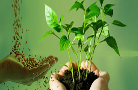 Best ways to grow plants from seed:-Pakissan.com