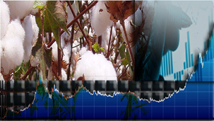 Cotton Spot Rates:Pakissan.com