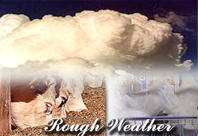 Rough weather for animal feed industry