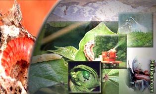 Saving cotton from the pink bollworm