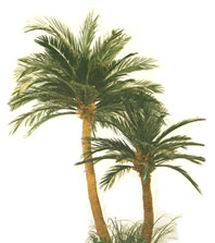 Growing lychee trees under datepalm in Khairpur  