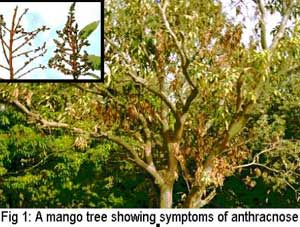 Mango diseases and their management