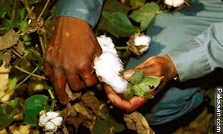 Red-leaf-disease in cotton  