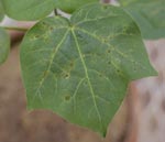Red-leaf-disease in cotton  