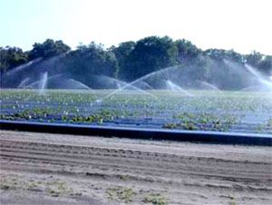 Strawberry cultivation 