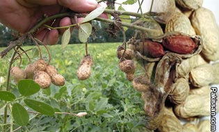 Marketing of groundnut crop 