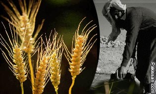 Wheat economics and poverty 