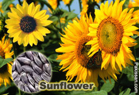 Maximizing sunflower production