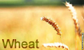 Wheat :- Pakissan.com