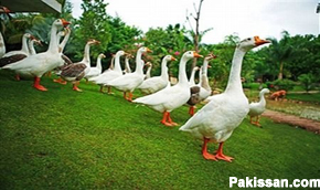 Duck Farming: Starting Out on Your Experience :-Pakissan.com