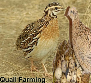 Quail farming:- Pakissan.com