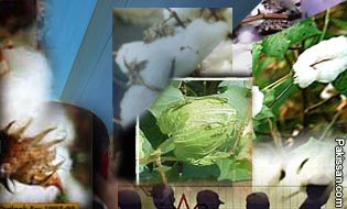 A bumper cotton crop to boost economic growth 