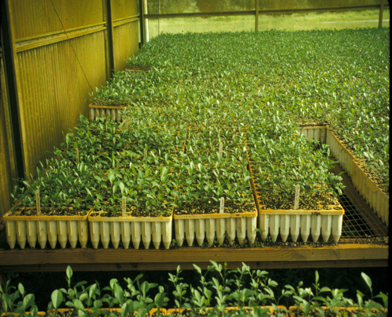 Seedling Production :-Pakissan.com