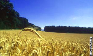 An unending wheat crisis 