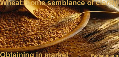 Wheat: some semblance of clarity obtaining in market:-Pakissan.com