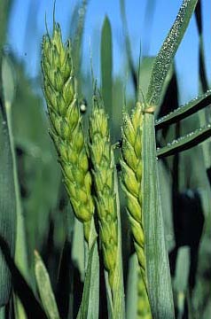 Mishandling in the wheat sector