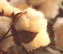 W.T.O. Rules Against U.S. on Cotton Subsidies