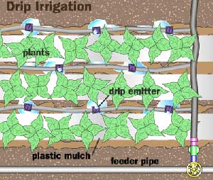 Drip Irrigation Need of the Time