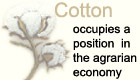Cotton :- Pakissan.com