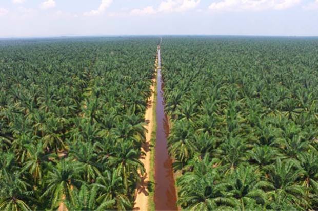 Malaysian palm oil price rebounds on lower production ...